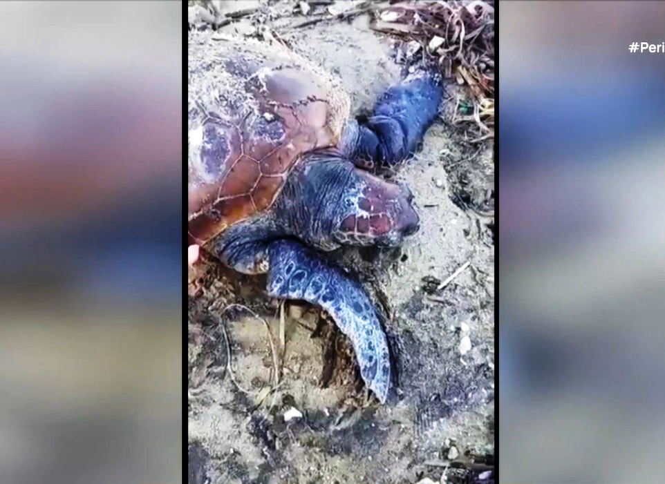 Διάσωση θαλασσίων χελωνών στην Κέρκυρα