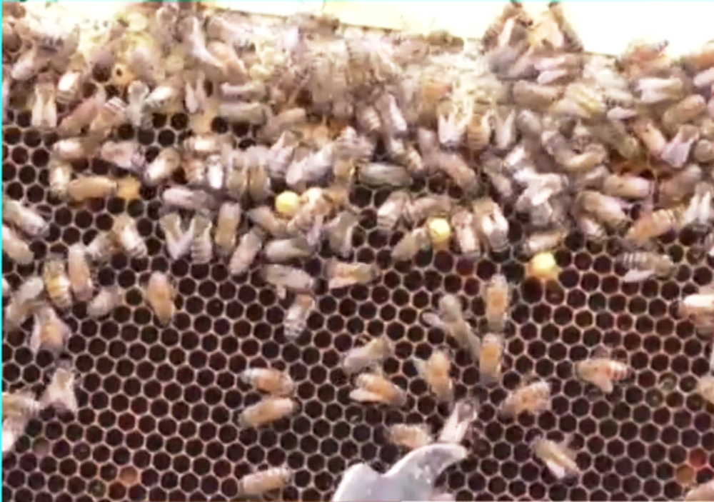 Η προστασία των μοναχικών μελισσών