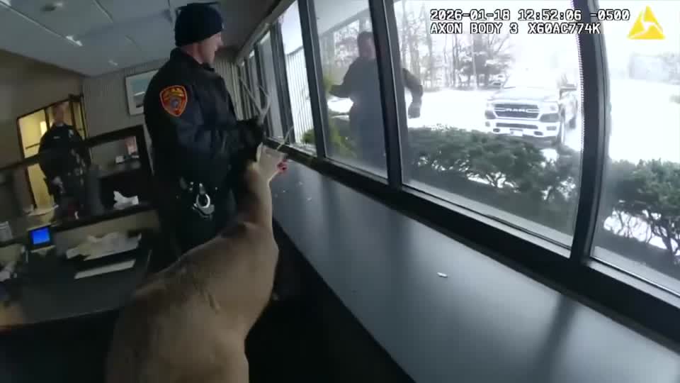 Police restrain deer after it breaks into New York bank