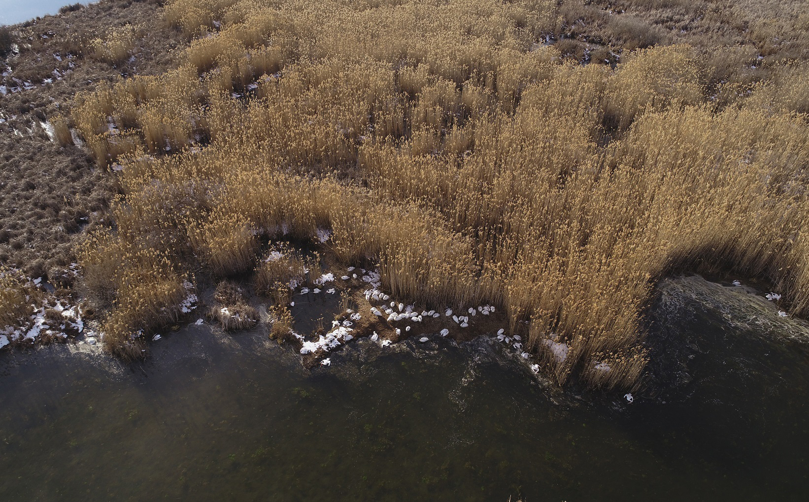 Πρέσπες: Τα πρώτα συμπεράσματα για τον αφανισμό 2300 αργυροεπελεκάνων το 2022