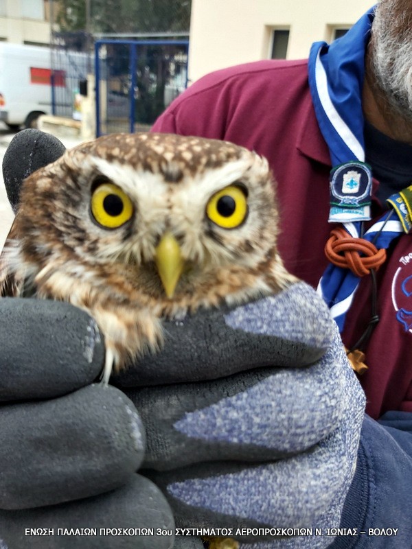 Τέσσερα χρόνια δράσης και 144 διασώσεις άγριας ζωής από την Π.Ο.Δ.Α.Ζ. Βόλου
