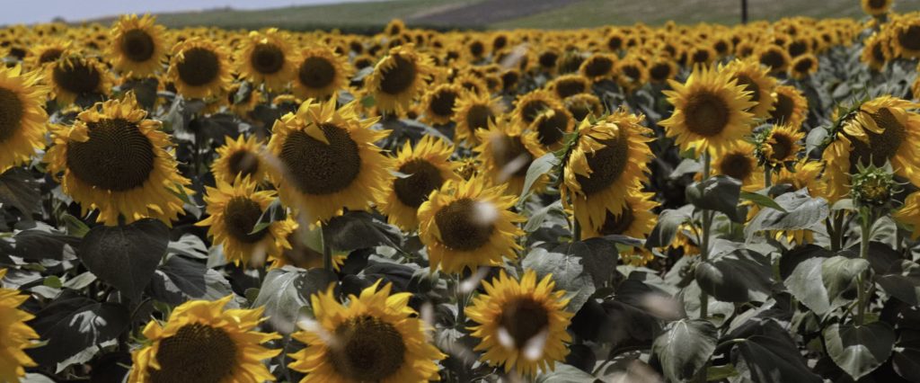 «Εκτός Εαυτού»: Το βραβευμένο εκστατικό ντοκιμαντέρ του Τάσου Γκολέτσου στην Ταινιοθήκη της Ελλάδος