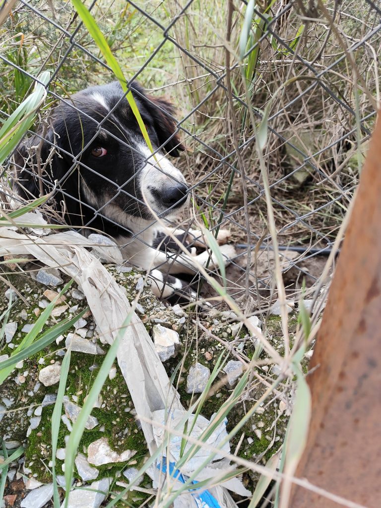 Περιοχή Μόζα: «Σημείο επανένταξης ή τόπος εγκατάλειψης;» Οι εικόνες «μιλούν» από μόνες τους καταγγέλλουν φιλοζωικοί φορείς