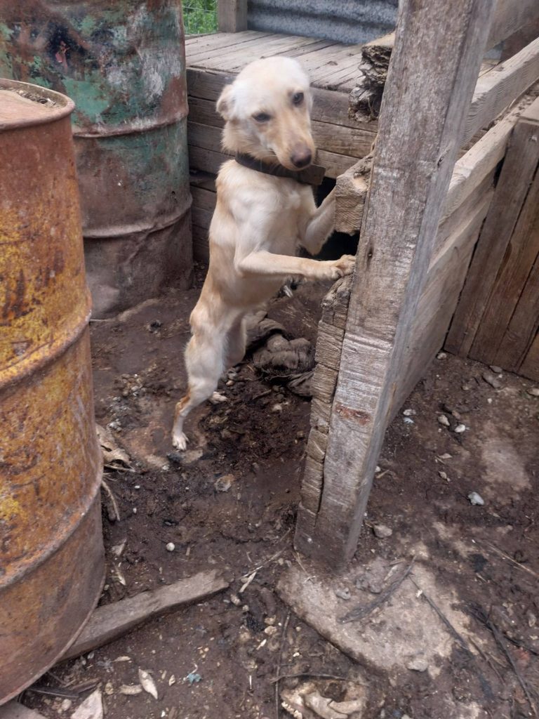 Σύλληψη για κακοποίηση πέντε ζώων στην Κίσσαμο Χανίων