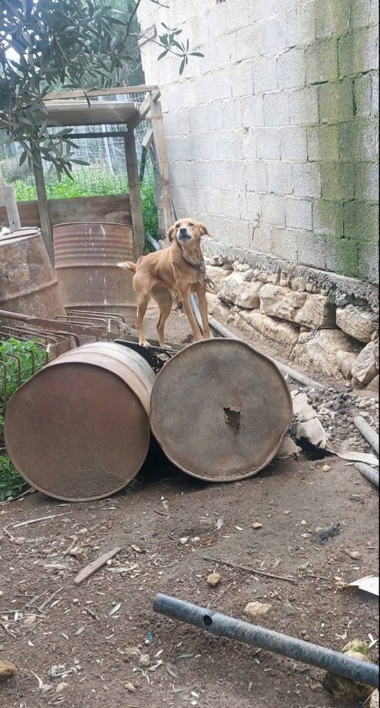 Σύλληψη για κακοποίηση πέντε ζώων στην Κίσσαμο Χανίων