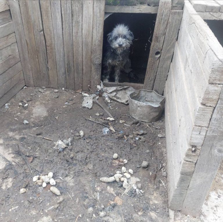 Σύλληψη για κακοποίηση πέντε ζώων στην Κίσσαμο Χανίων