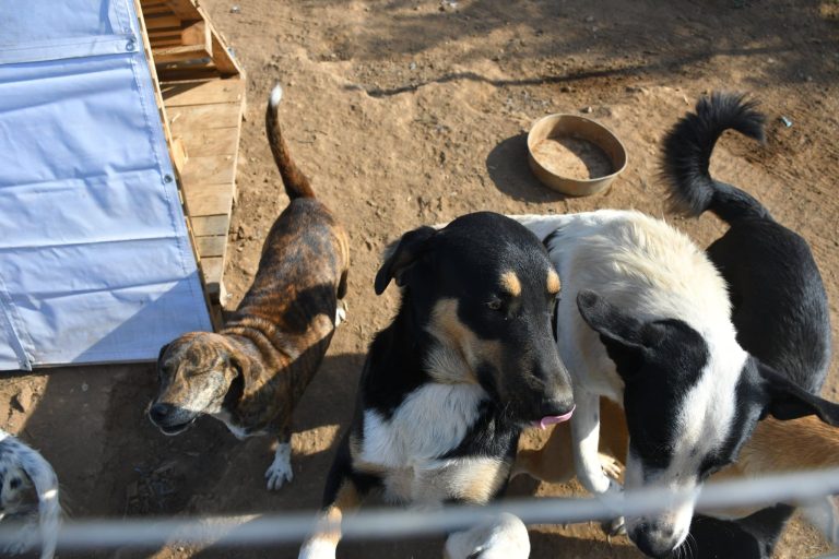 Φωτεινή Κυριαζοπούλου: Παράνομες πρακτικές και εξορίες αδέσποτων – Ο Δήμος αγνοεί τον νόμο