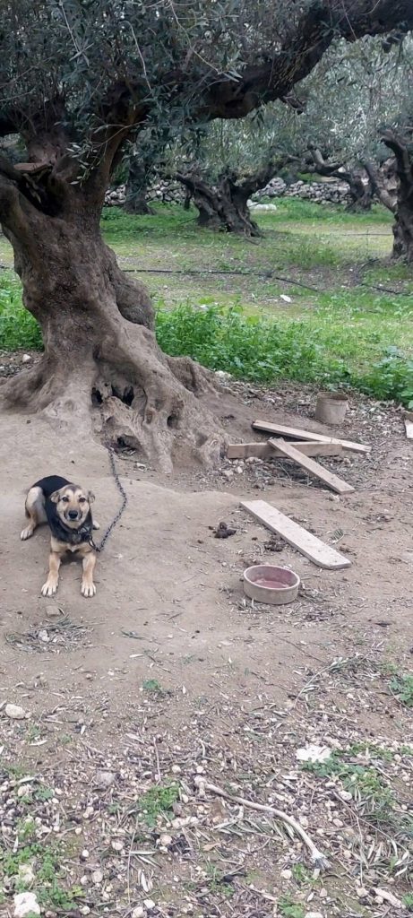 Σύλληψη για κακοποίηση πέντε ζώων στην Κίσσαμο Χανίων