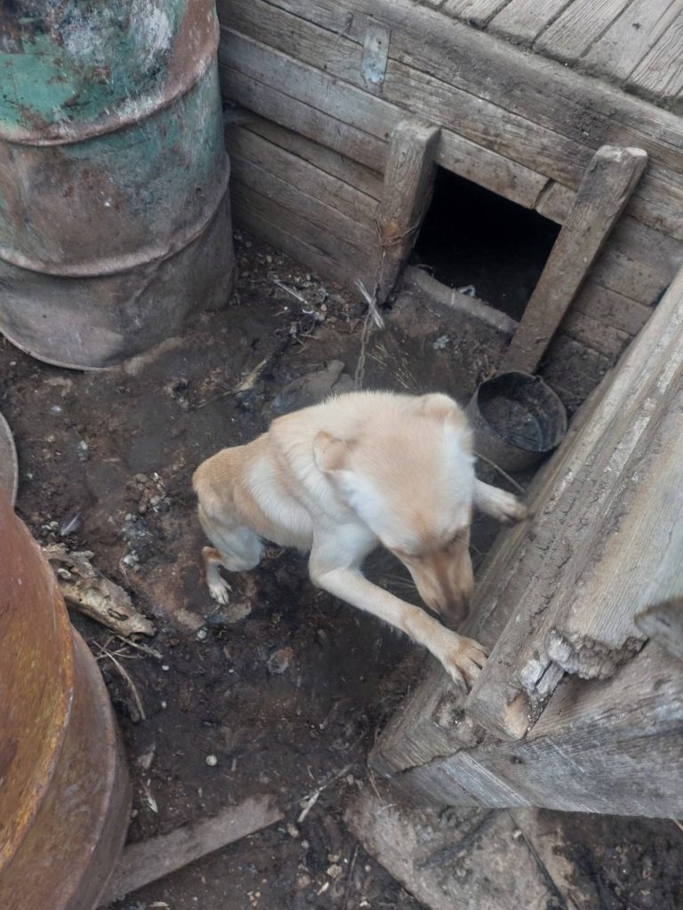 Σύλληψη για κακοποίηση πέντε ζώων στην Κίσσαμο Χανίων