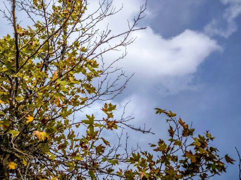 Η «Γουρνοχαρά» επέστρεψε για ακόμη μία χρονιά στην Καλλονή Γρεβενών