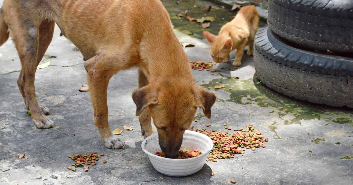 adespota-katerinis-epitrepetai-na-taizoume-ta-adespota-zwa