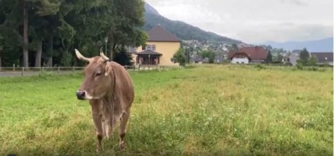 Ισχυρές καταιγίδες, θυελλώδεις άνεμοι και «λευκά» τοπία: Το ΕΡΤnews στο «μάτι» της κακοκαιρίας