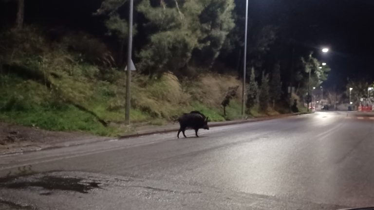 Αγριογούρουνα εμφανίζονται κάτω από τον λόφο της Γορίτσας και προκαλούν ανησυχία