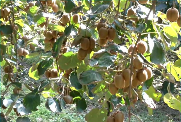 Ξεκίνησαν οι εξαγωγές ακτινιδίων Ημαθίας στη Νότια Κορέα