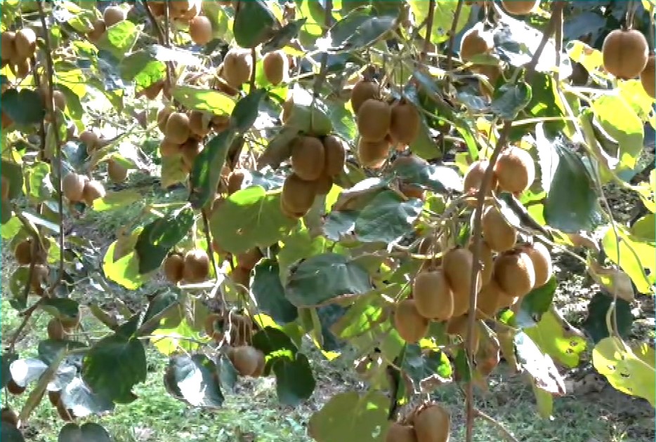 Ξεκίνησαν οι εξαγωγές ακτινιδίων Ημαθίας στη Νότια Κορέα