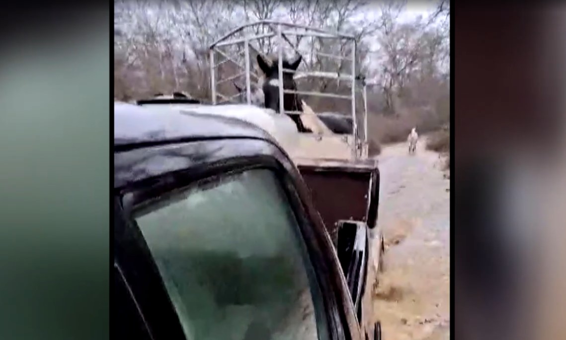 Δραματική διάσωση αλόγων στο πλημμυρισμένο δασάκι Μεσοποταμίας