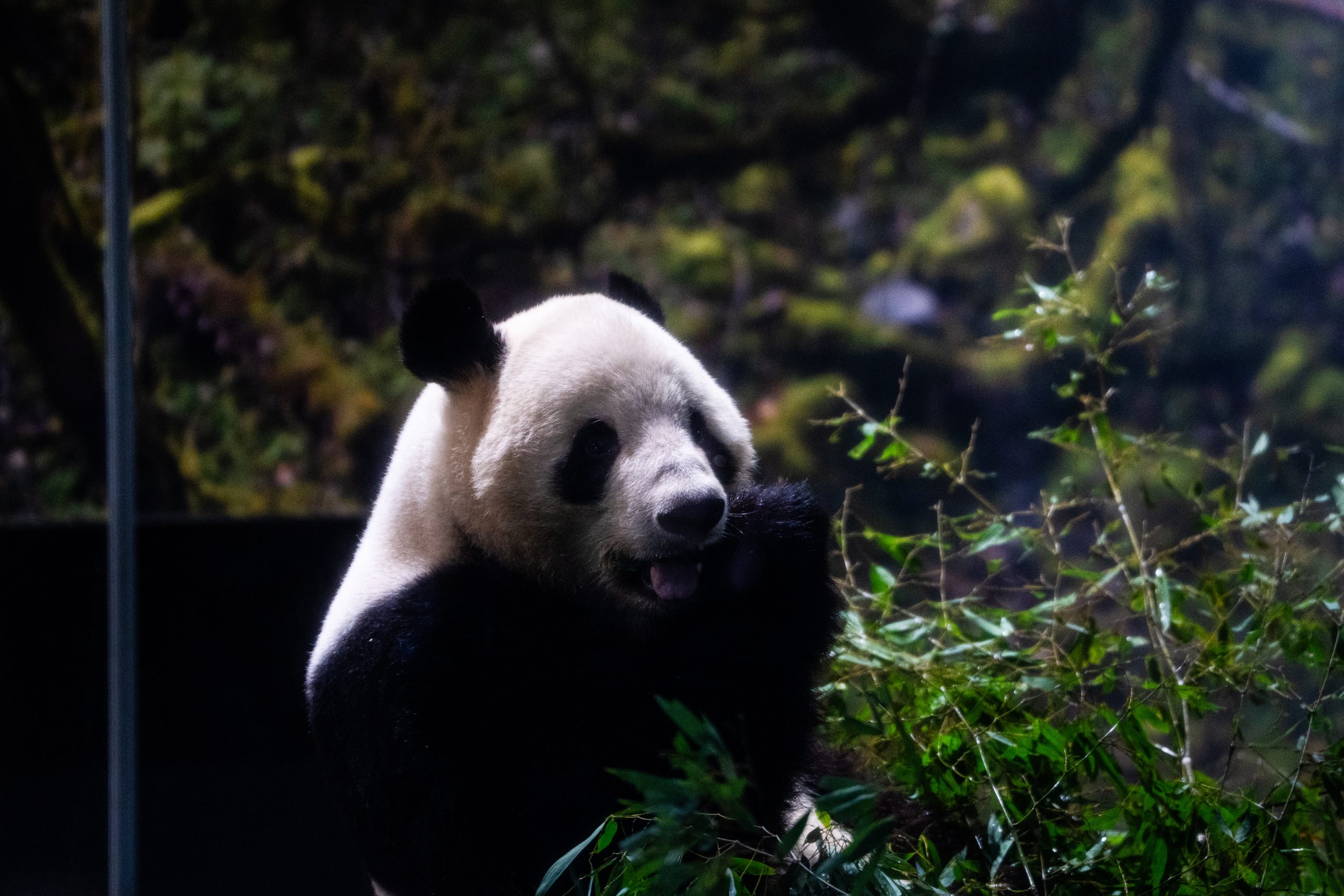 Japan China Pandas Τα γιγάντια πάντα Σιάο Σιάο και Λέι Λέι επέστρεψαν στην Κίνα – Συγκινητικός αποχαιρετισμός από το Τόκιο