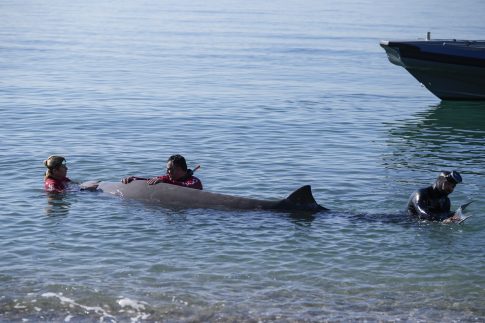 Αποτοξίνωση χωρίς δίαιτες: Πώς να βοηθήσετε τον οργανισμό σας να καθαρίσει φυσικά