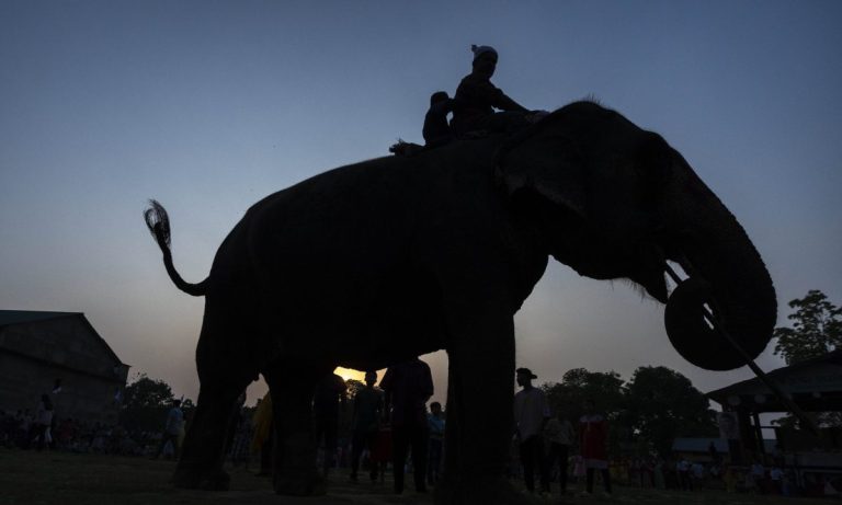 Ελέφαντας σε «αμόκ» έχει σκοτώσει 20 άτομα σε εννέα ημέρες στην Ινδία