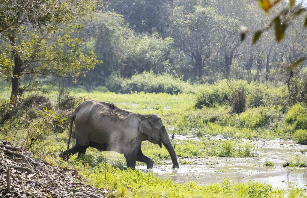 Ελέφαντας σε «αμόκ» έχει σκοτώσει 20 άτομα σε εννέα ημέρες στην Ινδία