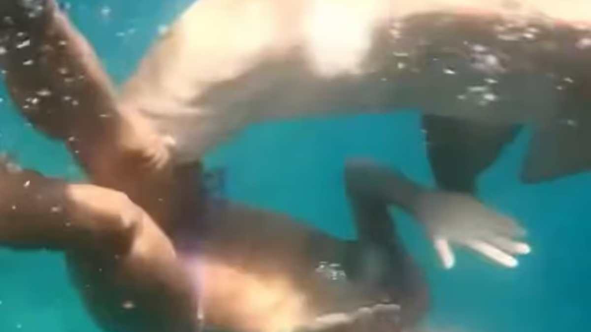 Βραζιλία: Η στιγμή που καρχαρίας επιτίθεται σε δύτρια – Πώς σώθηκε