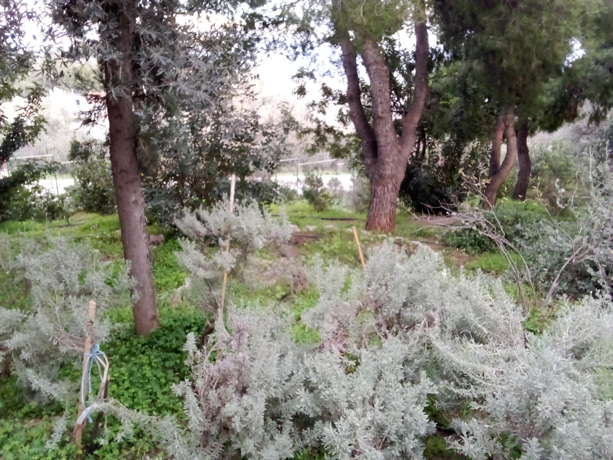 img-20260118-165157 Από τον αρχαίο «Αγχεσμό» έως το Αττικό Άλσος (φωτορεπορτάζ)