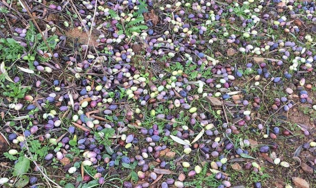 Δήμος Βόρειας Κυνουρίας: Αρχίζουν οι δηλώσεις ζημιάς από την ανεμοθύελλα της 10ης Ιανουαρίου