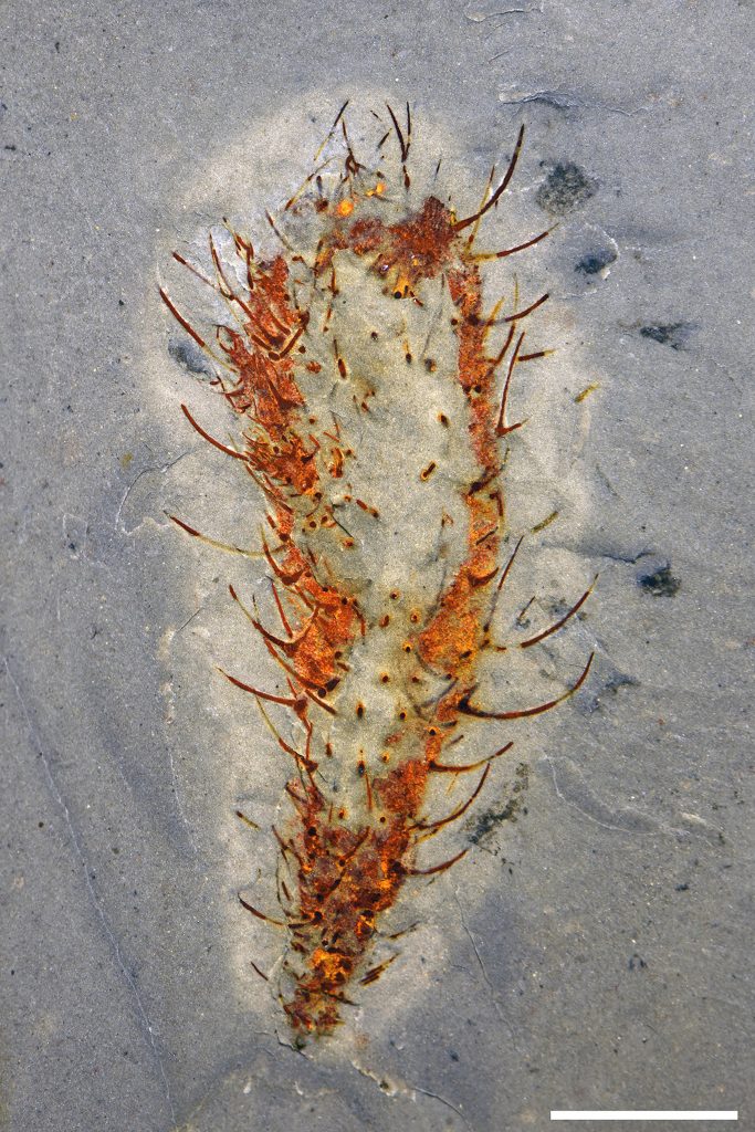 Άγνωστα είδη ζώων, που επιβίωσαν από ένα επεισόδιο μαζικής εξαφάνισης, βρέθηκαν στην Κίνα