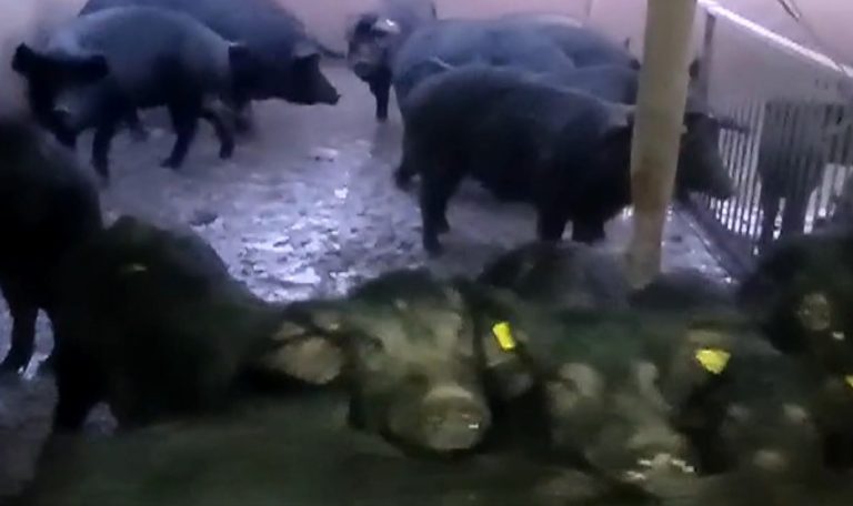 Εκτροφή μαύρων χοίρων στον Ταξιάρχη Χαλκιδικής – Τα διατροφικά οφέλη