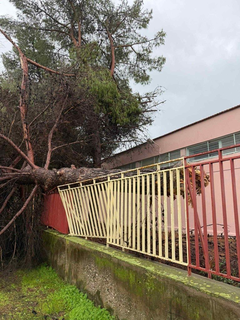 Η επόμενη μέρα της κακοκαιρίας στο Μεσολόγγι – Tέντες ξηλώθηκαν, δέντρα ξεριζώθηκαν, ζημιές σε καταστήματα