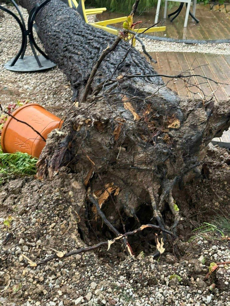 Η επόμενη μέρα της κακοκαιρίας στο Μεσολόγγι – Tέντες ξηλώθηκαν, δέντρα ξεριζώθηκαν, ζημιές σε καταστήματα