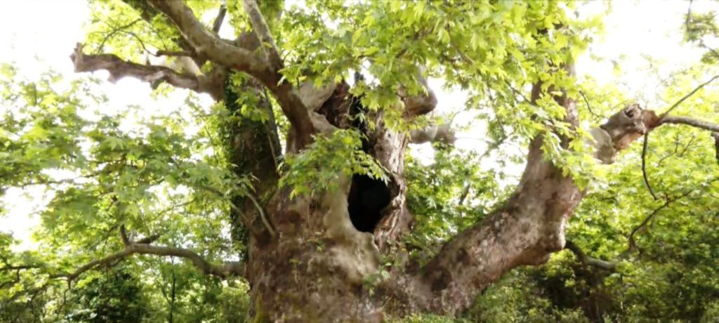 Πλάτανος 850 ετών στη Βερδικούσια Ελασσόνας χαρακτηρίστηκε διατηρητέο «μνημείο της Φύσης»