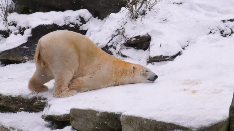 Κακοκαιρία στην Ευρώπη: Κι όμως, κάποιοι την απολαμβάνουν – Βίντεο και εικόνες από τους χιονισμένους ζωολογικούς κήπους