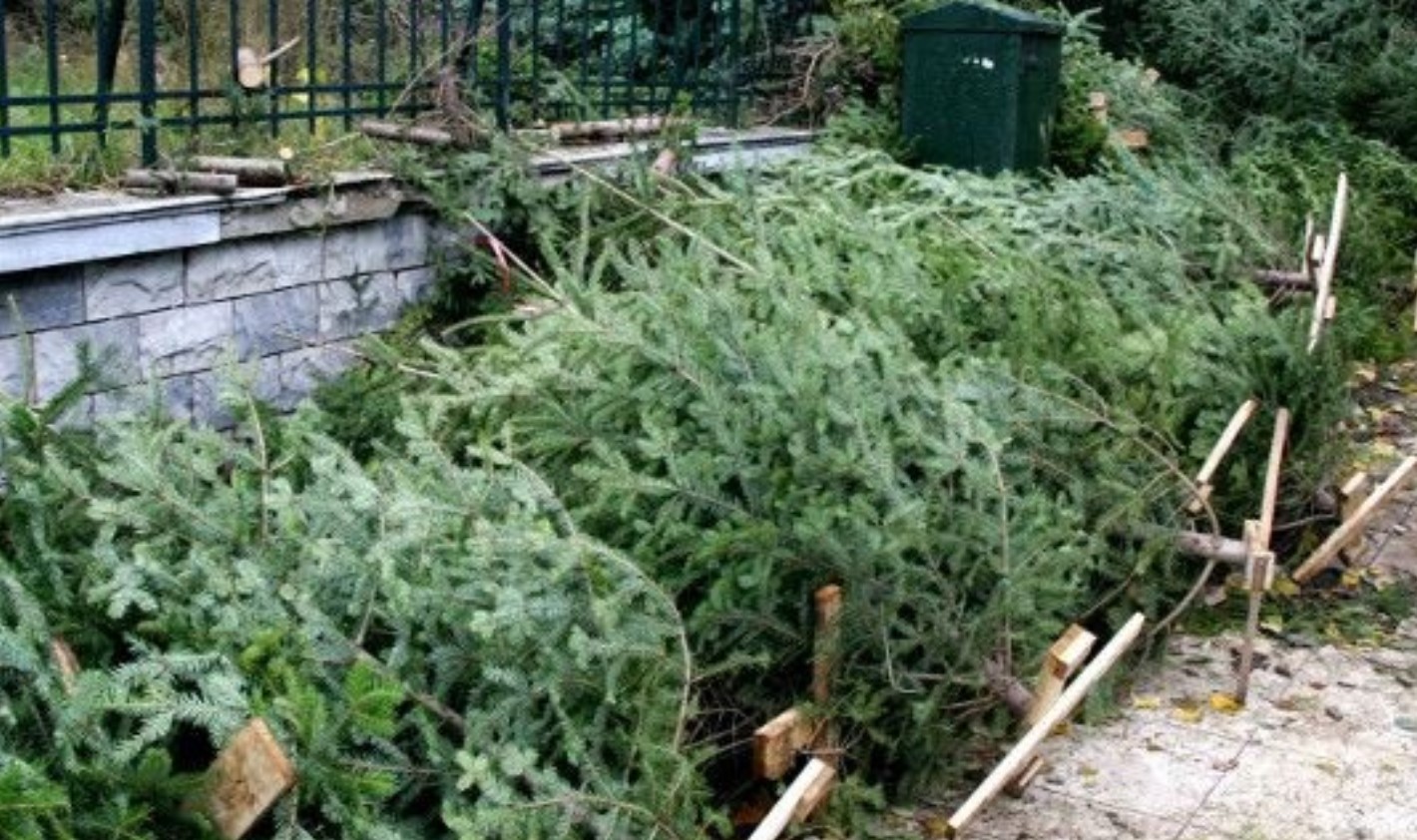 Ο Δήμος Πυλαίας – Χορτιάτη σε συνεργασία με τον ΦοΔΣΑ για μία ακόμη χρονιά ανακυκλώνει τα φυσικά δένδρα των Χριστουγέννων