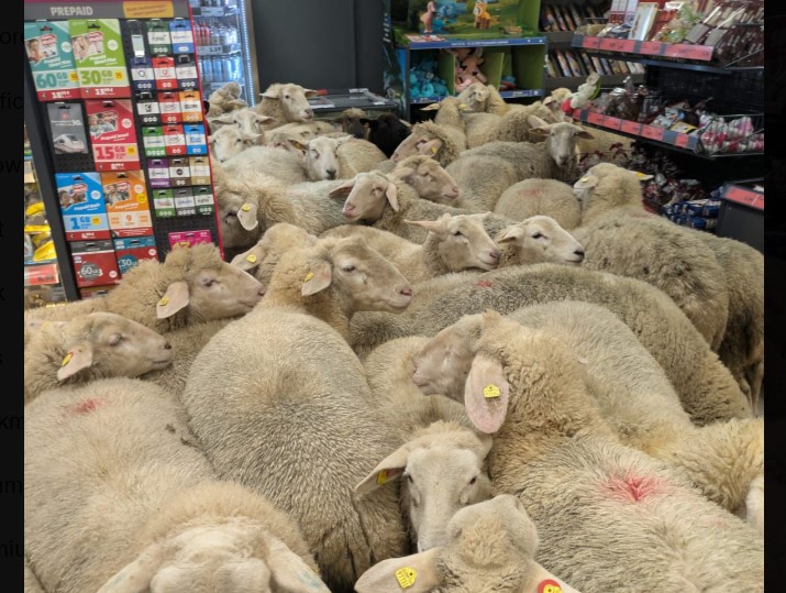 Πενήντα πρόβατα εισέβαλαν σε σουπερμάκετ στη Βαυαρία προκαλώντας χάος