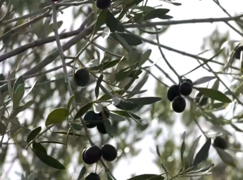 Λέσβος: Μειωμένη η φετινή παραγωγή ελαιολάδου
