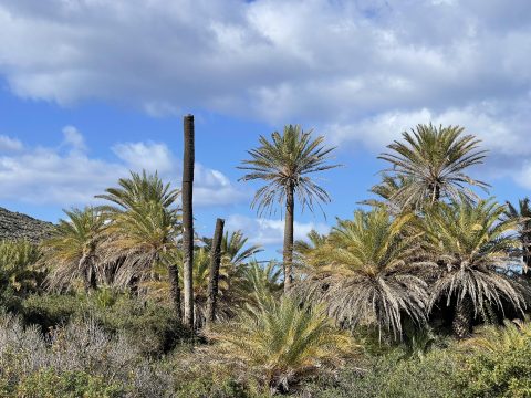 Βαθιά θλίψη στην Κρήτη για τον θάνατο του “Ψαρογιάννη” – Αύριο η ταφή του στα αγαπημένα του Ανώγεια