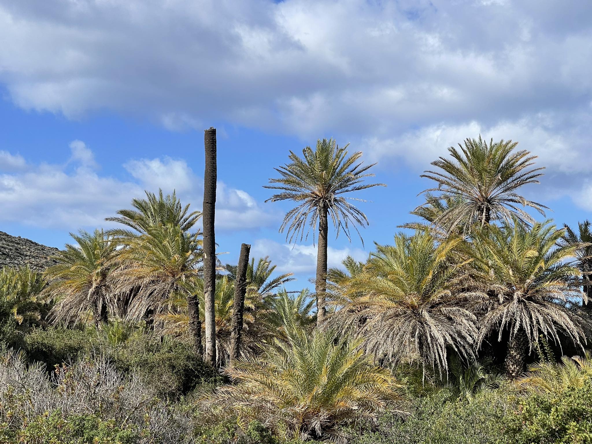 Κρήτη: Οριοθετείται το σπάνιο φοινικόδασος στο Βάι – Έργα προστασίας