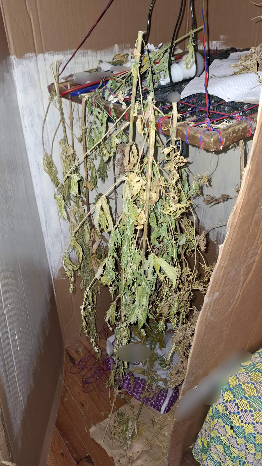 Kοζάνη: Σύλληψη 68χρονου για καλλιέργεια δενδρυλλίων κάνναβης και κατοχή ναρκωτικών