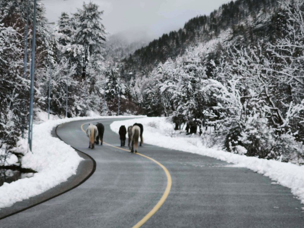 Η Ήπειρος ντύθηκε στα λευκά -Μαγευτικές εικόνες από το πρώτο χιόνι