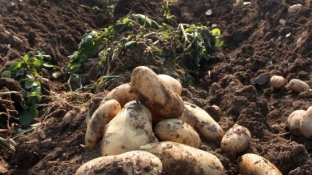 Δημητριακά και υγεία- Γηγενείς σπόροι