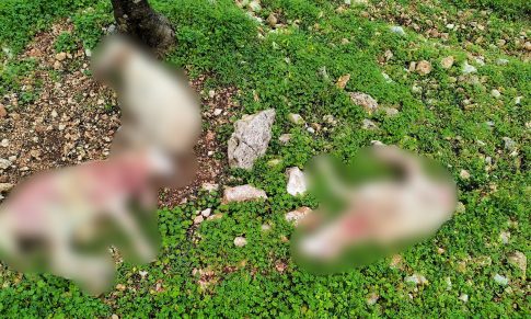 Ζάκυνθος: Συνελήφθη 45χρονος για εμπρησμό ασθενοφόρου, φθορές, κλοπή και ναρκωτικά