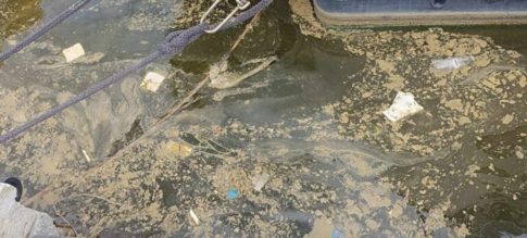 Δύο καθηγητές του Πανεπιστημίου Θεσσαλίας εξελέγησαν τακτικά μέλη της Ελληνικής Γεωργικής Ακαδημίας