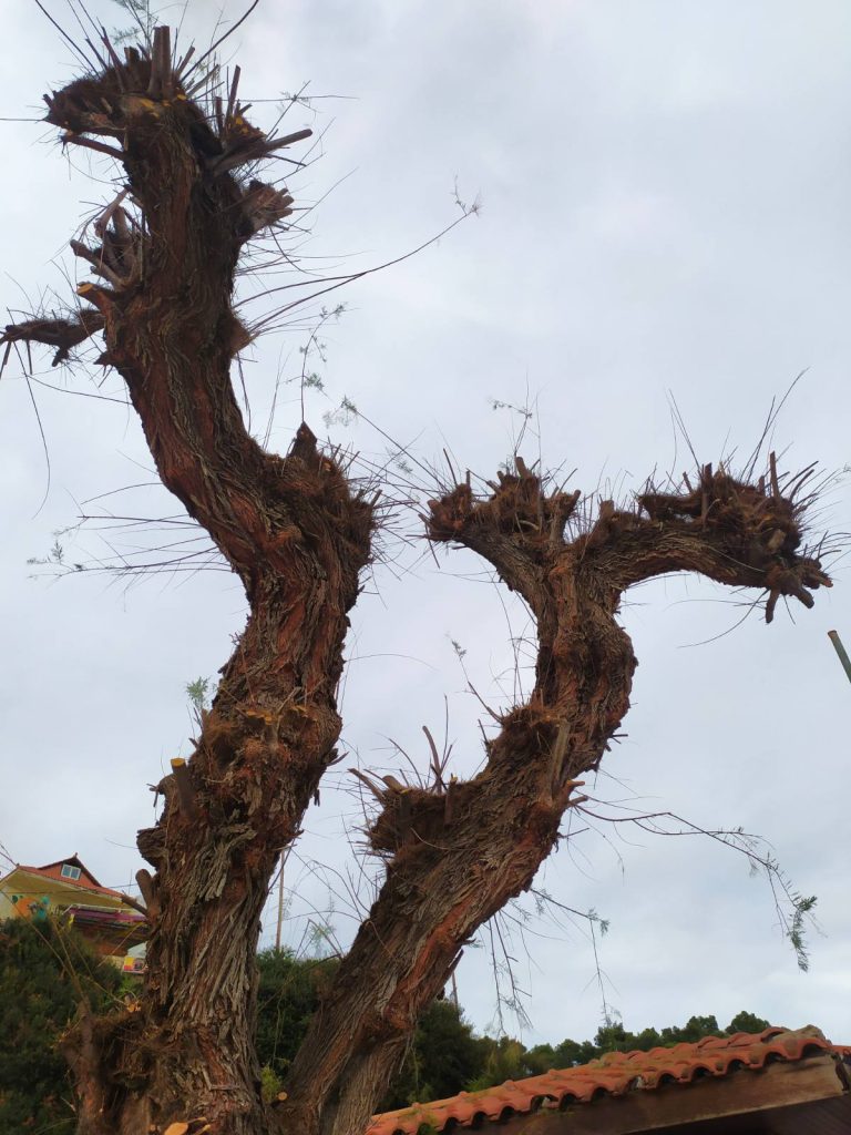 Ερωτήματα για το «κλάδεμα – κατακρεούργηση» δέντρων στο λιμάνι Πατητηρίου Αλοννήσου