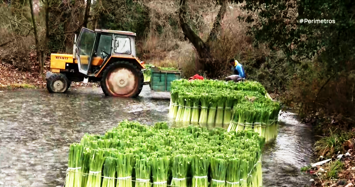 Τα πράσα από την Δωροθέα Αλμωπίας