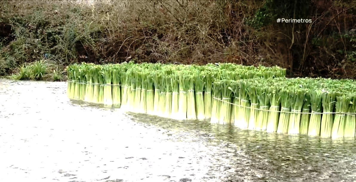 Τα πράσα από την Δωροθέα Αλμωπίας
