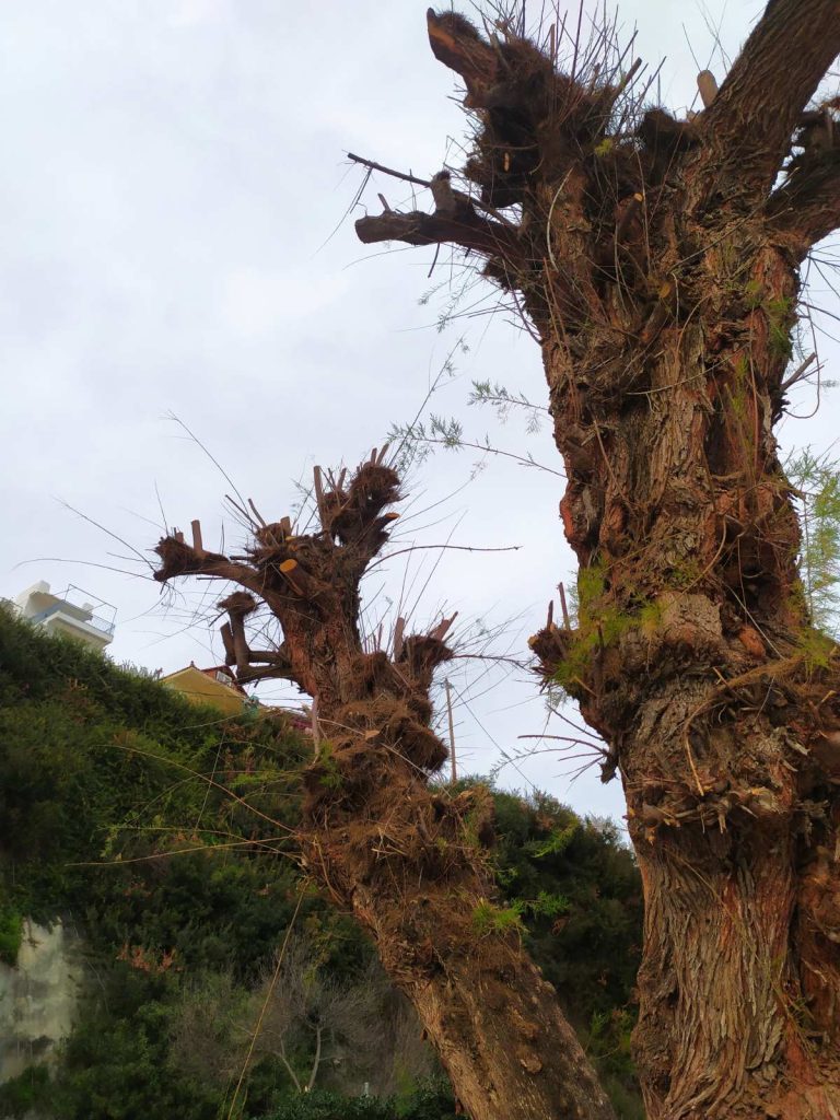 Ερωτήματα για το «κλάδεμα – κατακρεούργηση» δέντρων στο λιμάνι Πατητηρίου Αλοννήσου