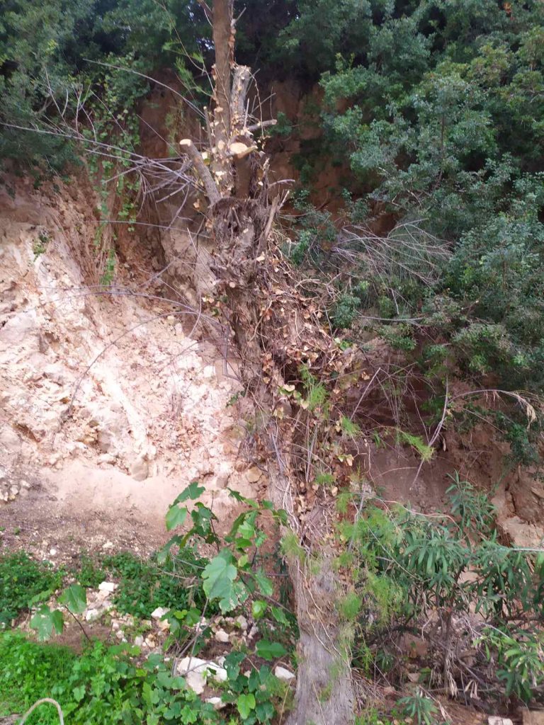 Ερωτήματα για το «κλάδεμα – κατακρεούργηση» δέντρων στο λιμάνι Πατητηρίου Αλοννήσου