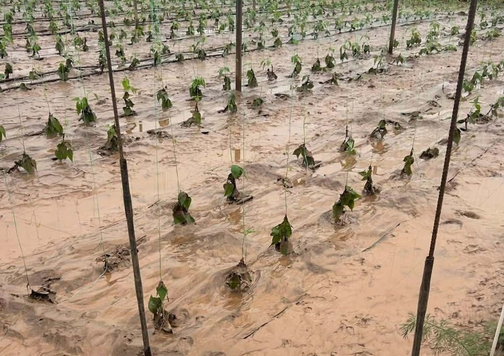 Μεσσηνία: Υπερχείλισε η Νέδα στην Ελαία – Κατολισθήσεις και ποτάμια στα όριά τους σε όλο τον Νομό