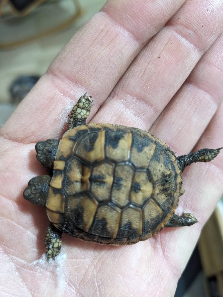 Εντοπίστηκε χελωνάκι με δύο κεφάλια στην Αιτωλοακαρνανία